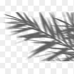 树叶投影效果