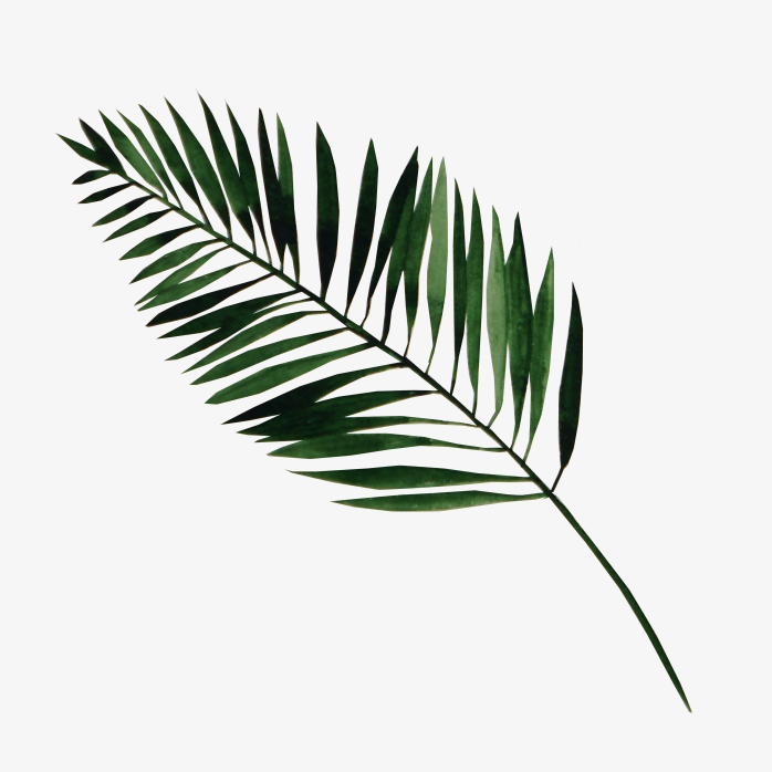 绿色树叶素材