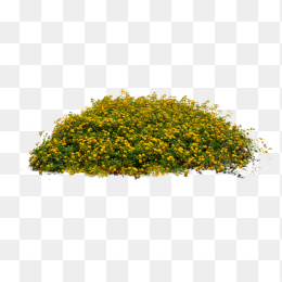 一堆草