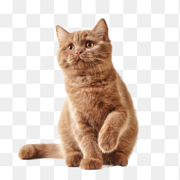 动物素材棕色猫咪