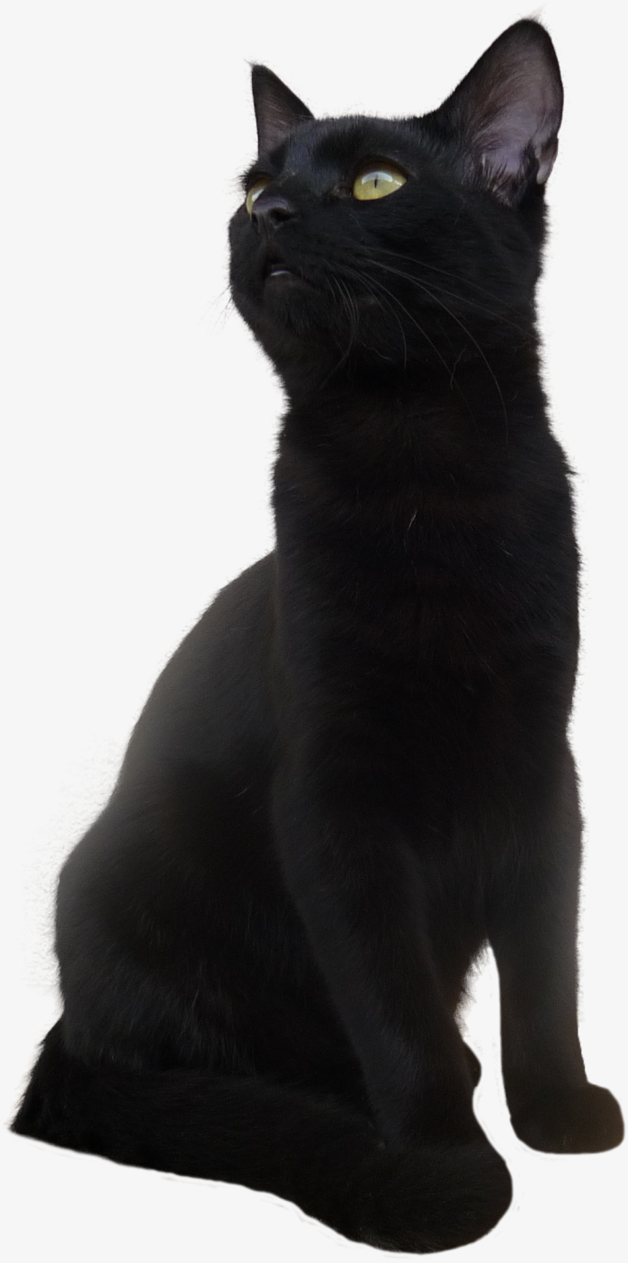 小猫png