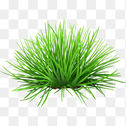绿色小草