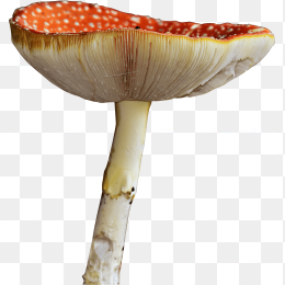 蘑菇