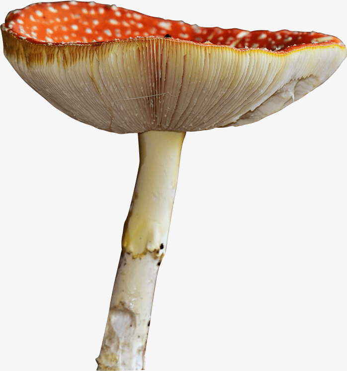 蘑菇