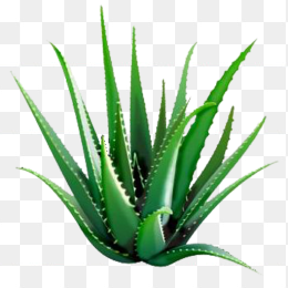 免扣芦荟
