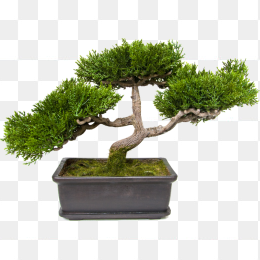 盆栽