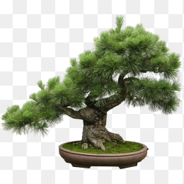 盆景