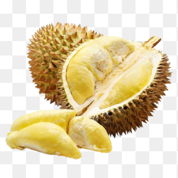 金枕榴莲