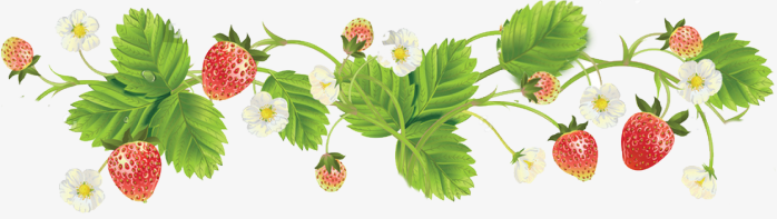 草莓