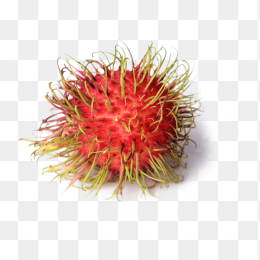 荔枝