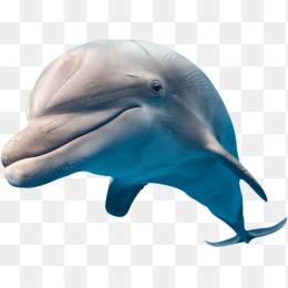 3D海豚