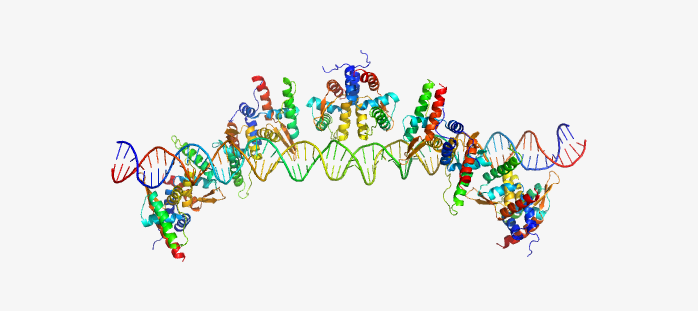 DNA基因序列