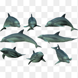 海豚