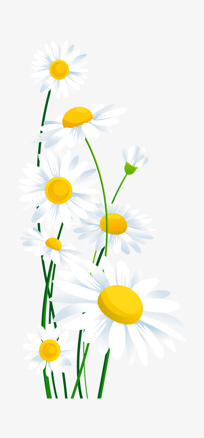 真实实拍鲜花一簇