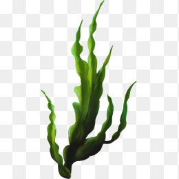 海澡植物