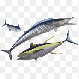 手绘海鱼