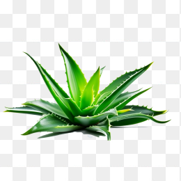芦荟