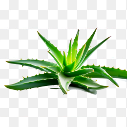 芦荟