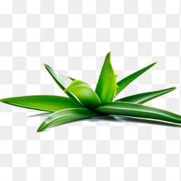 芦荟