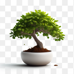 盆栽