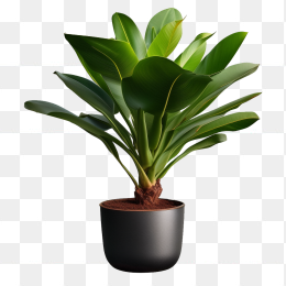 盆栽