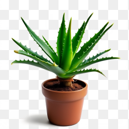 芦荟盆栽