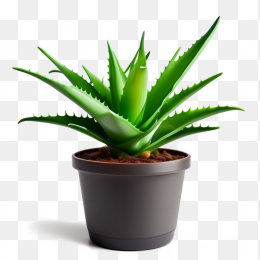 芦荟盆栽