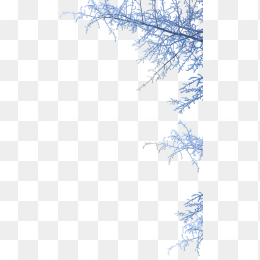 冬天雪树枝