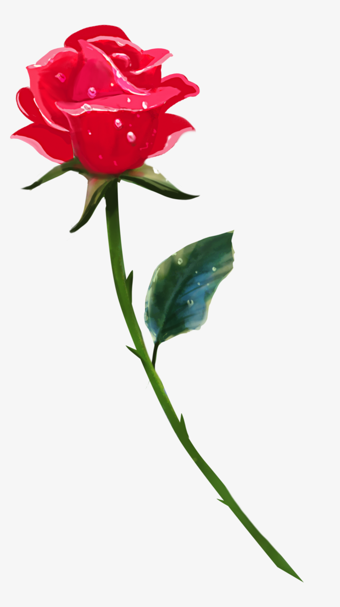 玫瑰花