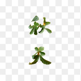 树叶组成的秋天字体