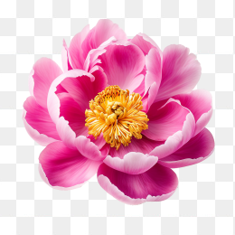 手绘牡丹花