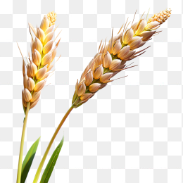 麦子