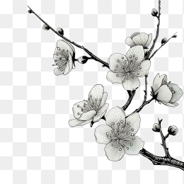 原创手绘腊梅植物