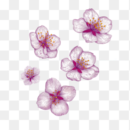 原创手绘樱花