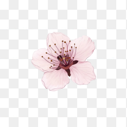 原创手绘樱花
