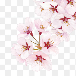 原创手绘樱花