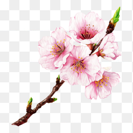 原创手绘樱花