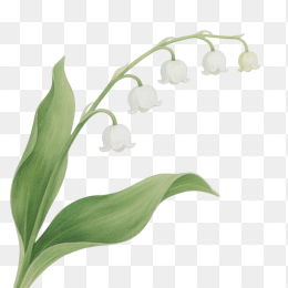 快图网原创手绘铃兰