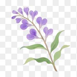 快图网原创手绘鼠尾草