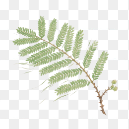 快图网原创手绘含羞草