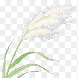 快图网原创手绘芦苇