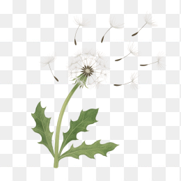 快图网原创手绘蒲公英