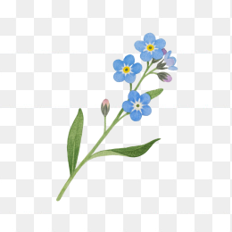 快图网原创手绘勿忘草