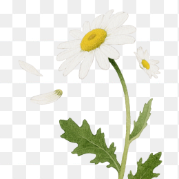 快图网原创手绘雏菊