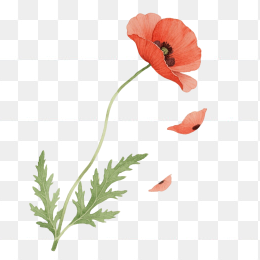 快图网原创手绘罂粟花