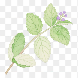 快图网原创手绘薄荷