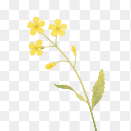 快图网原创手绘油菜花