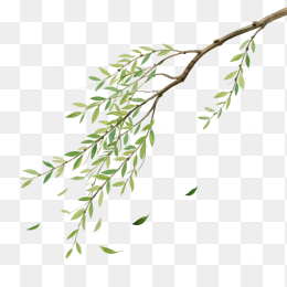 快图网原创手绘春天柳条植物