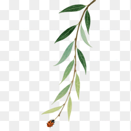 快图网原创手绘春天柳条植物