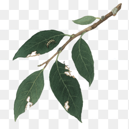 快图网原创手绘春天植物